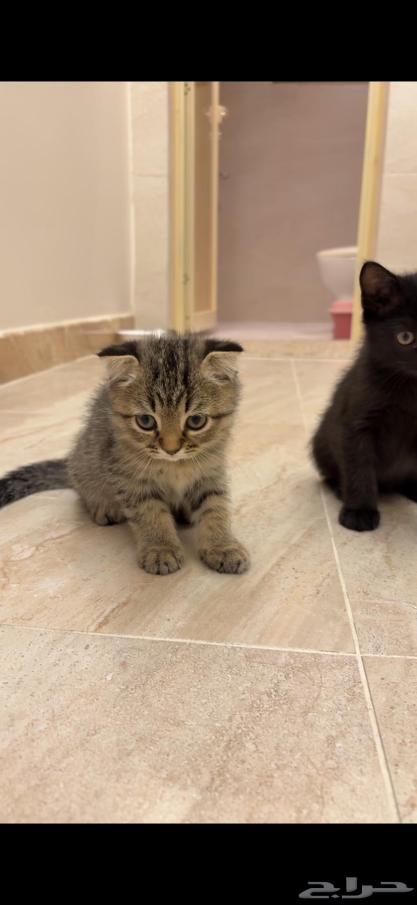 للبيع قطيتن هجين سكوتش وشيرازي64533634592769113