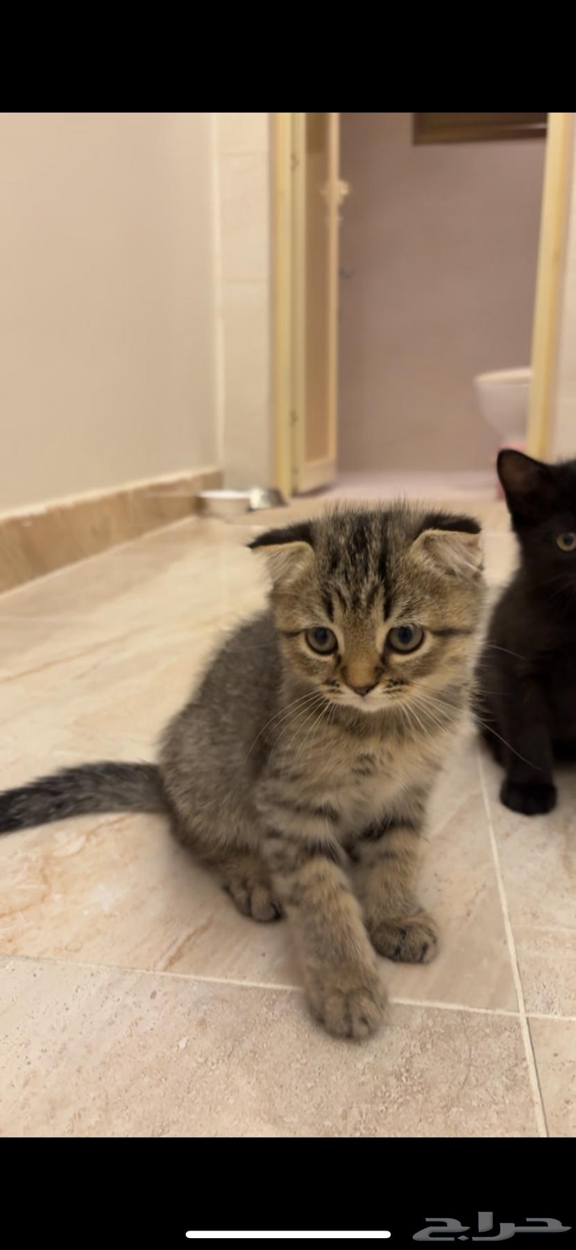 للبيع قطيتن هجين سكوتش وشيرازي64533634592769114