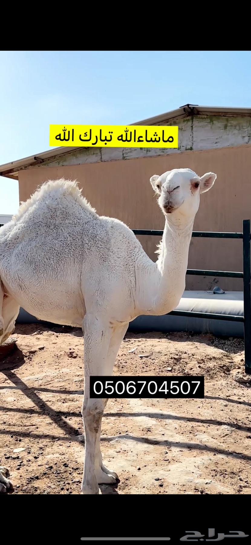 حشوانن للبيع64528753099009110