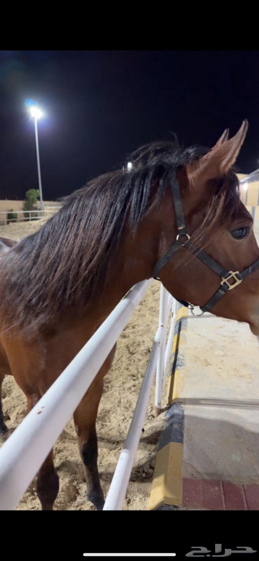 واهو للبيع64534326101251112