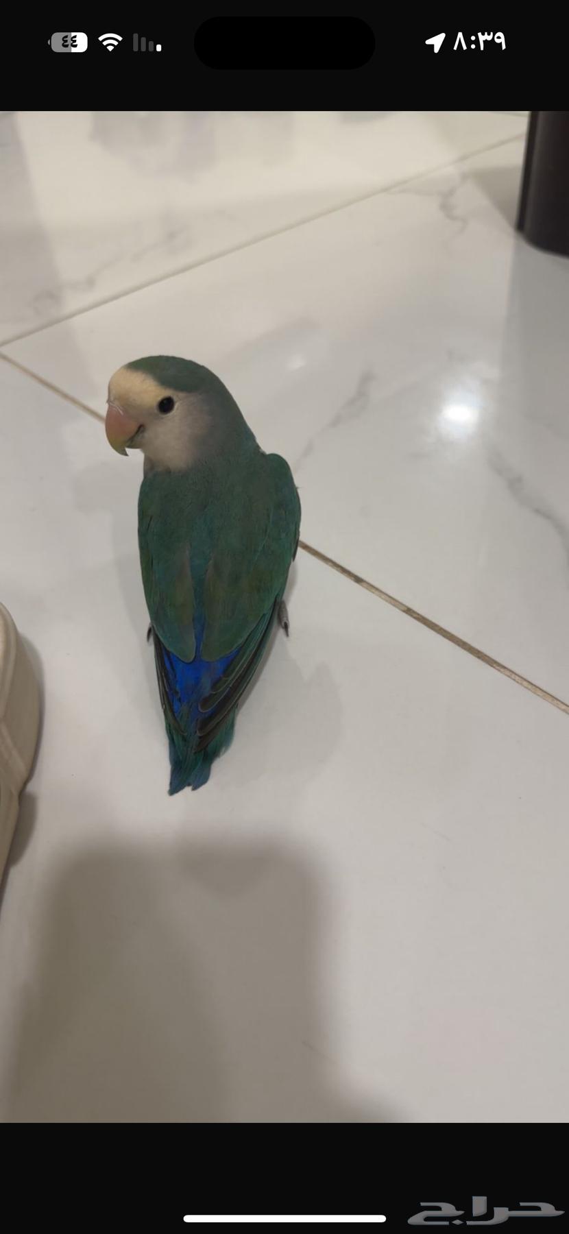 طيور روز64533719454467110