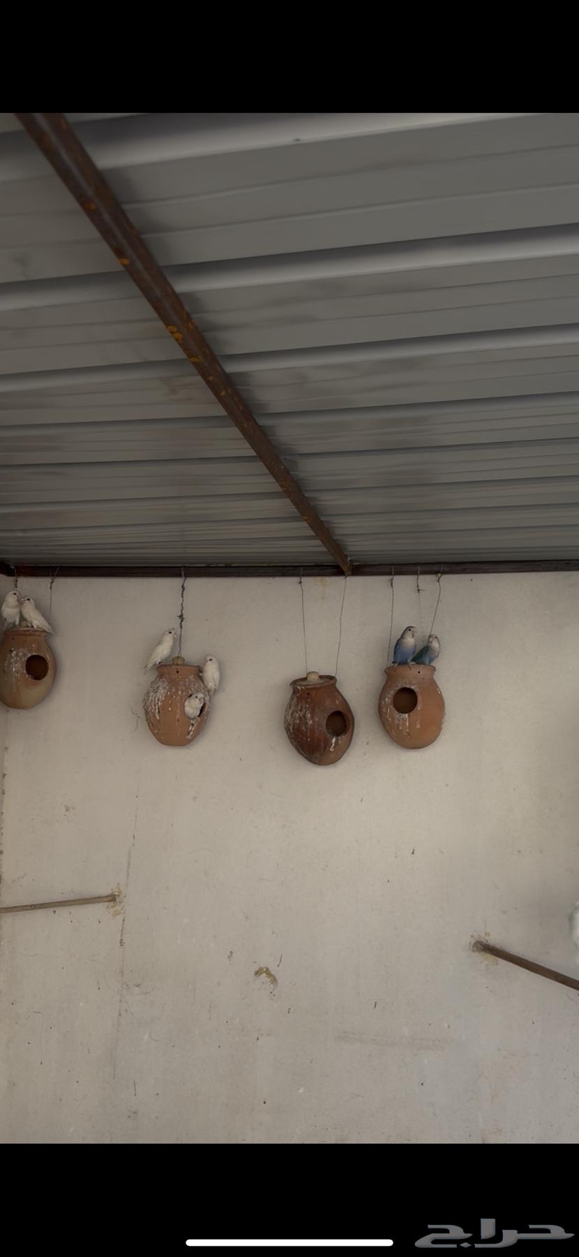 طيور روز64529476243969111