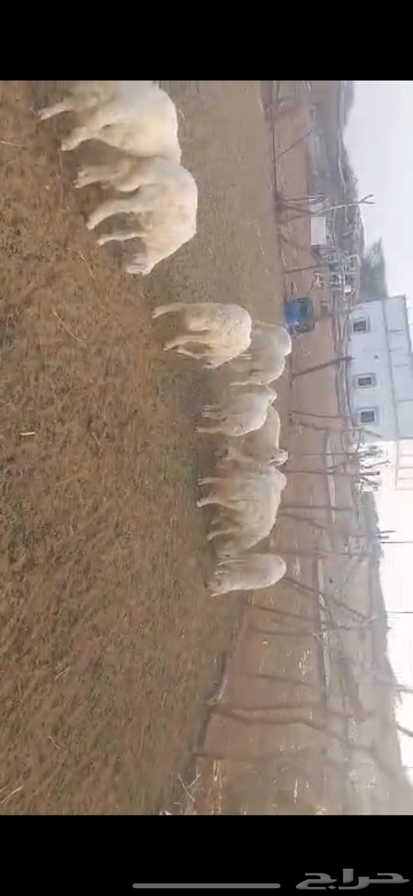 بسم الله 11طليان للبيع64533874485249110