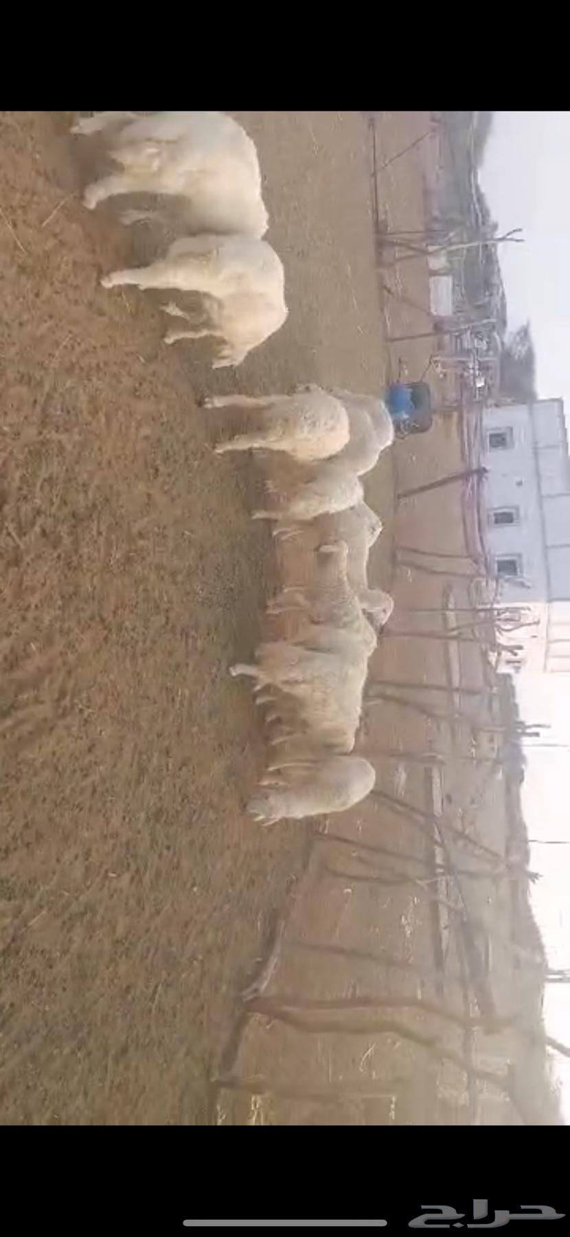 بسم الله 11طليان للبيع64533874485249111