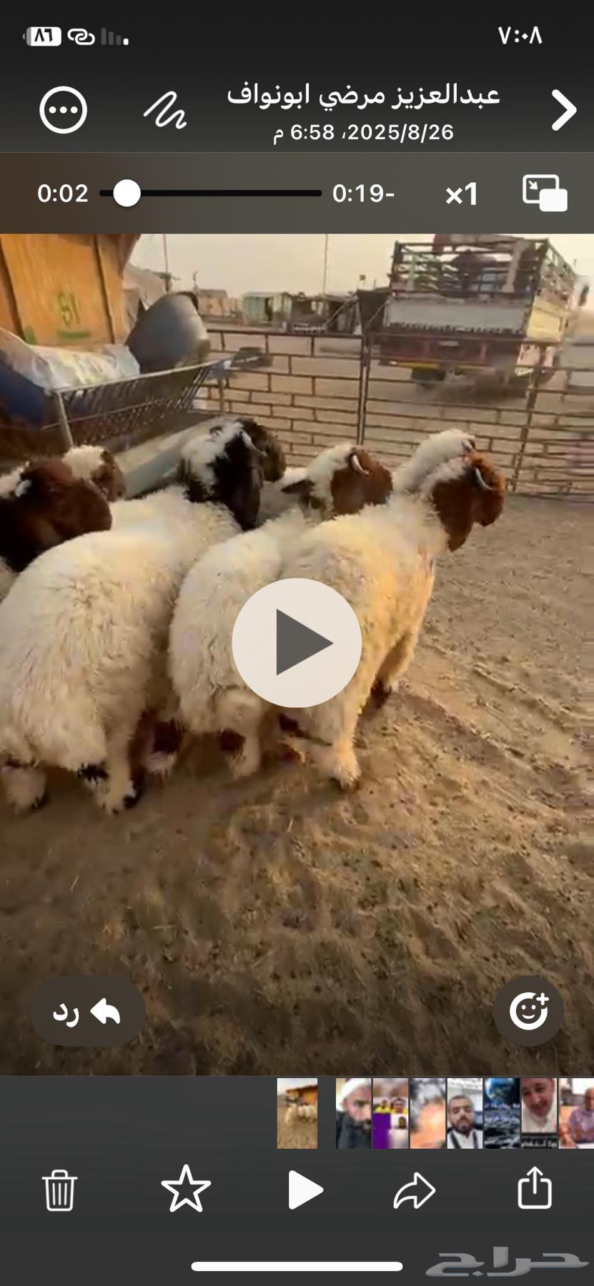 بيع سواكني 152 راس64533860059394110