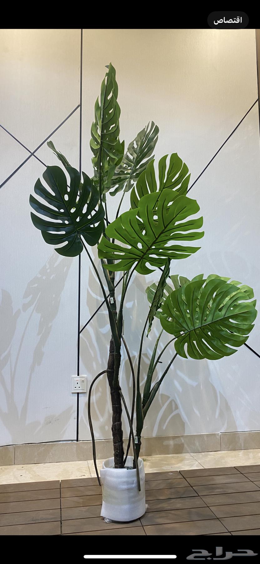 أشجار عرض اليوم الوطني 9564534113470467114