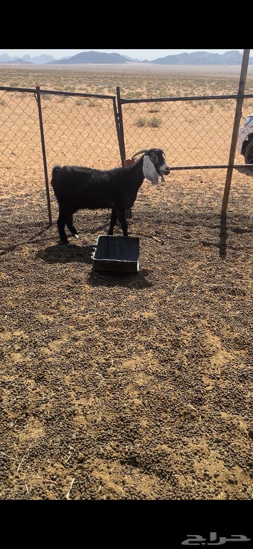 عنز للبيع64533004170753110