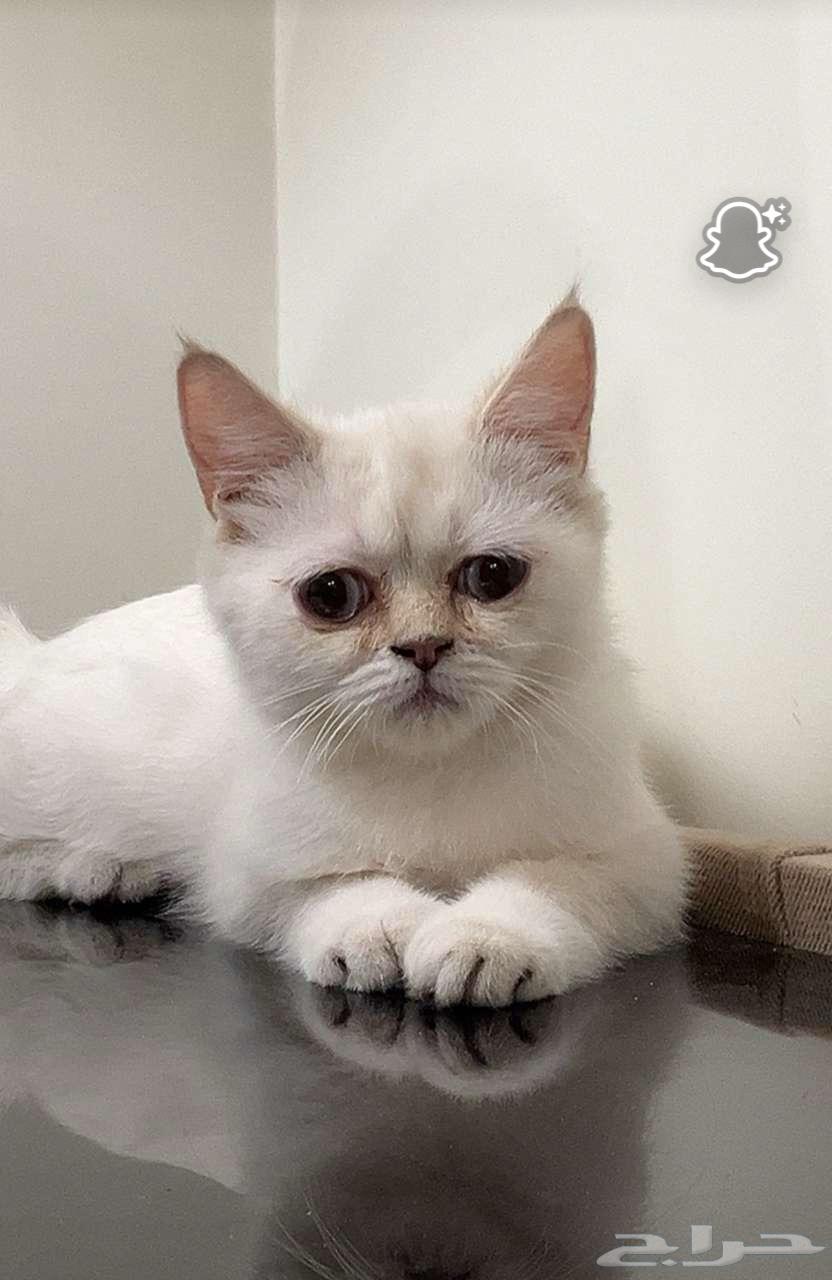 قطط للبيع64527642173442113