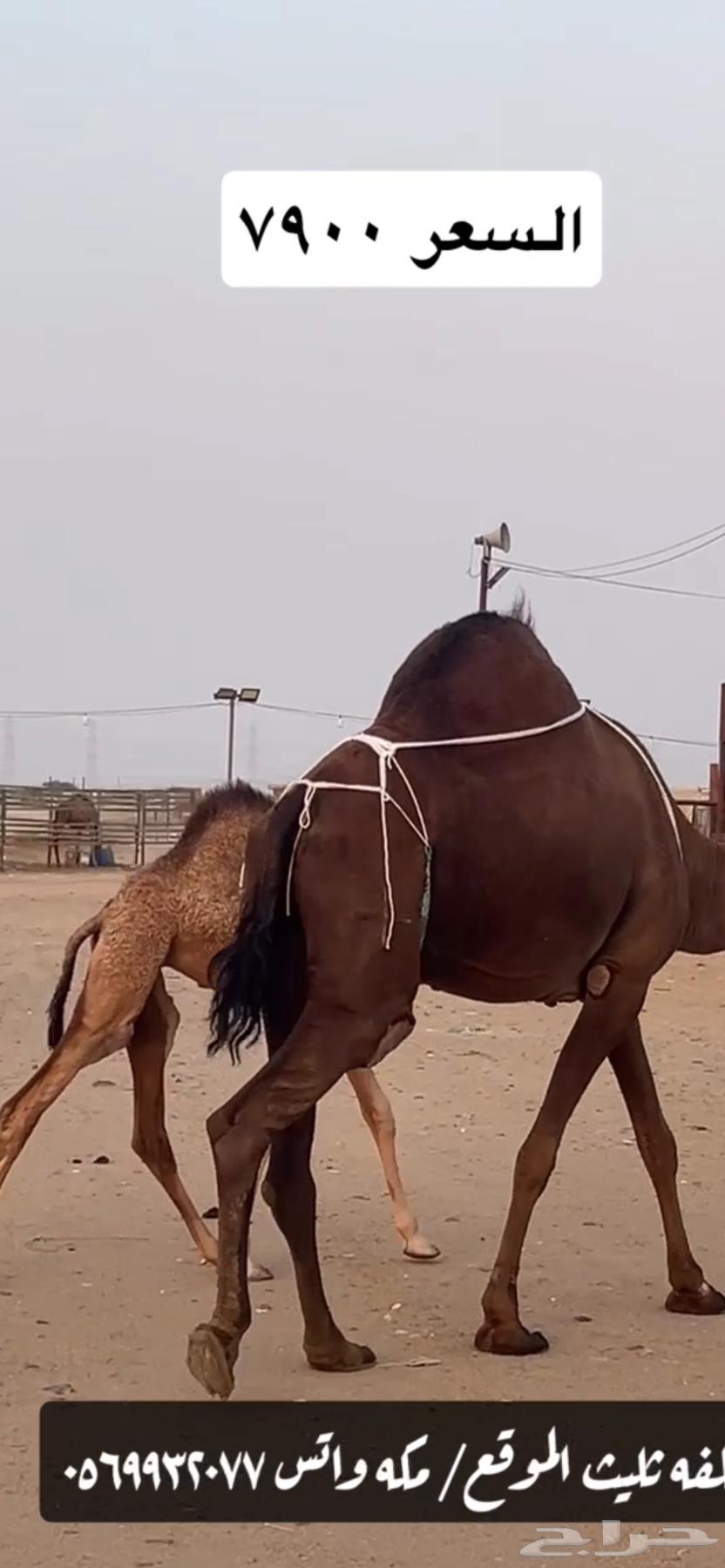 خلفه ساحليه(( تم البيع ))64534408374786111