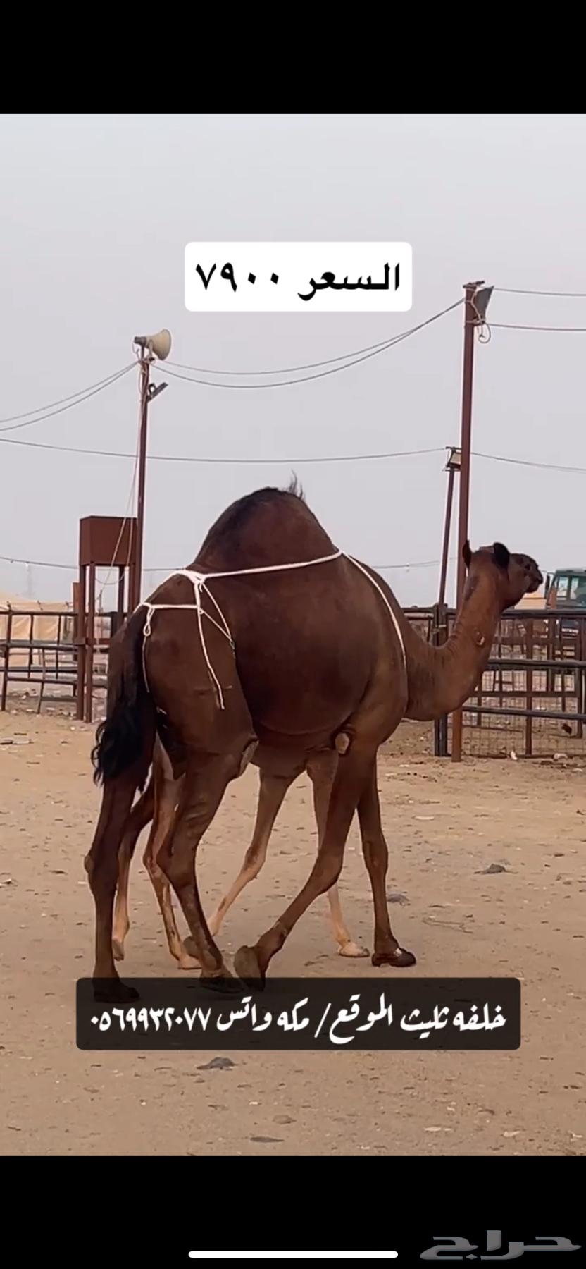 خلفه ساحليه(( تم البيع ))64534408374786114