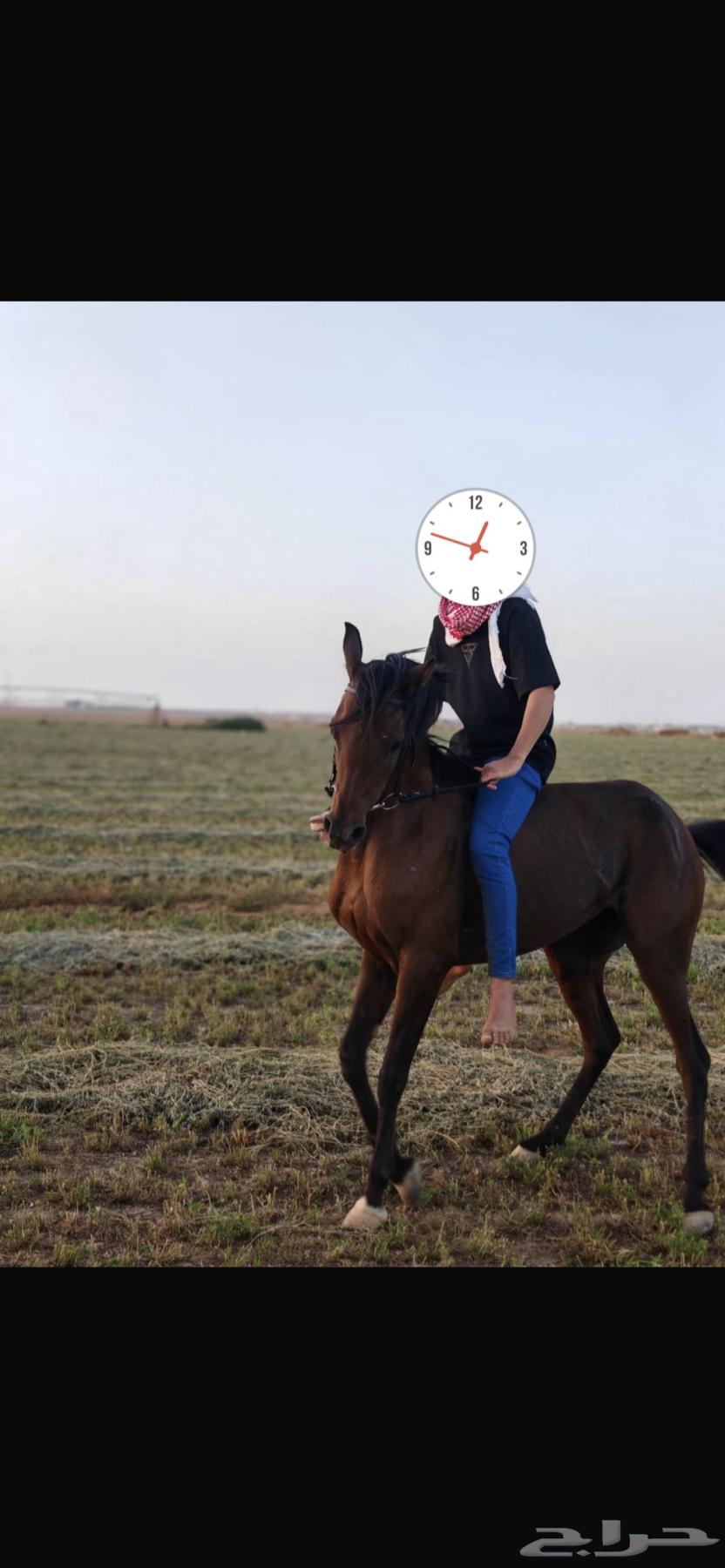 فرس شعبية للبيع64528551035010113