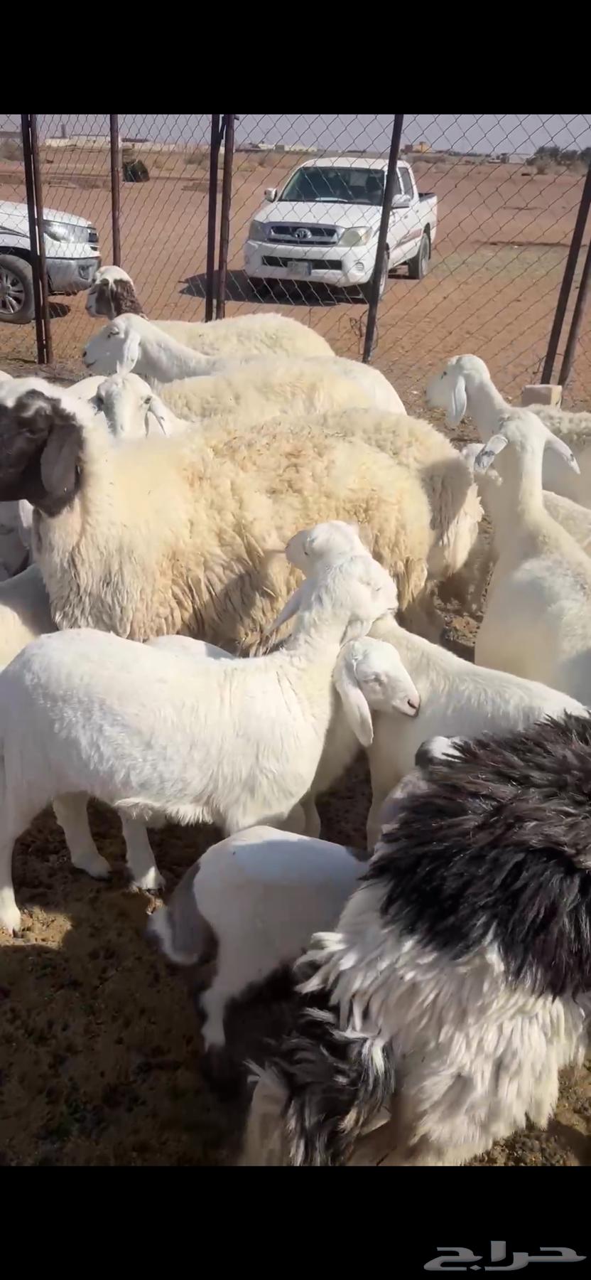 حريات ولد 8 معها 9 تم البيع الله يبارك64529292393729111