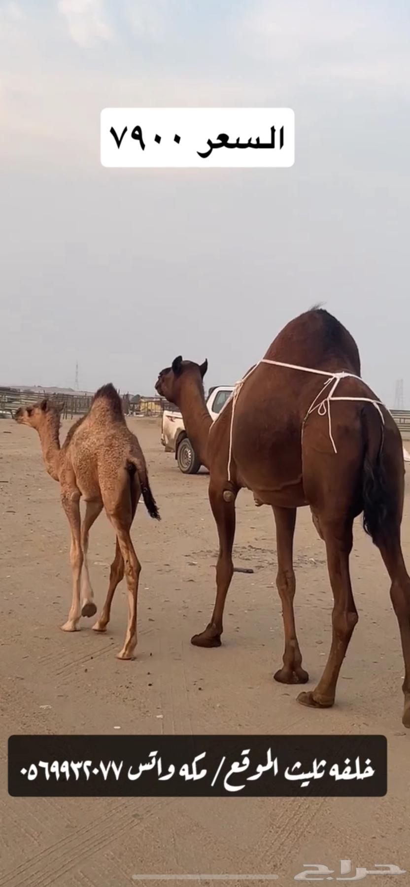 خلفه ساحليه(( تم البيع ))64534408374786110