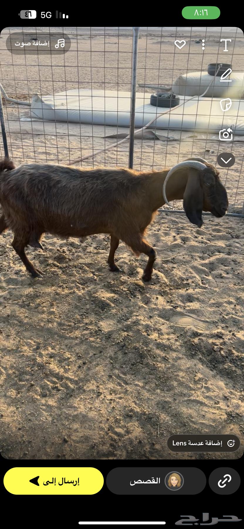 عنز مصريه للبيع تحتها جفرتين العنز سديس والجفار حدود الثلاث64533521598851112