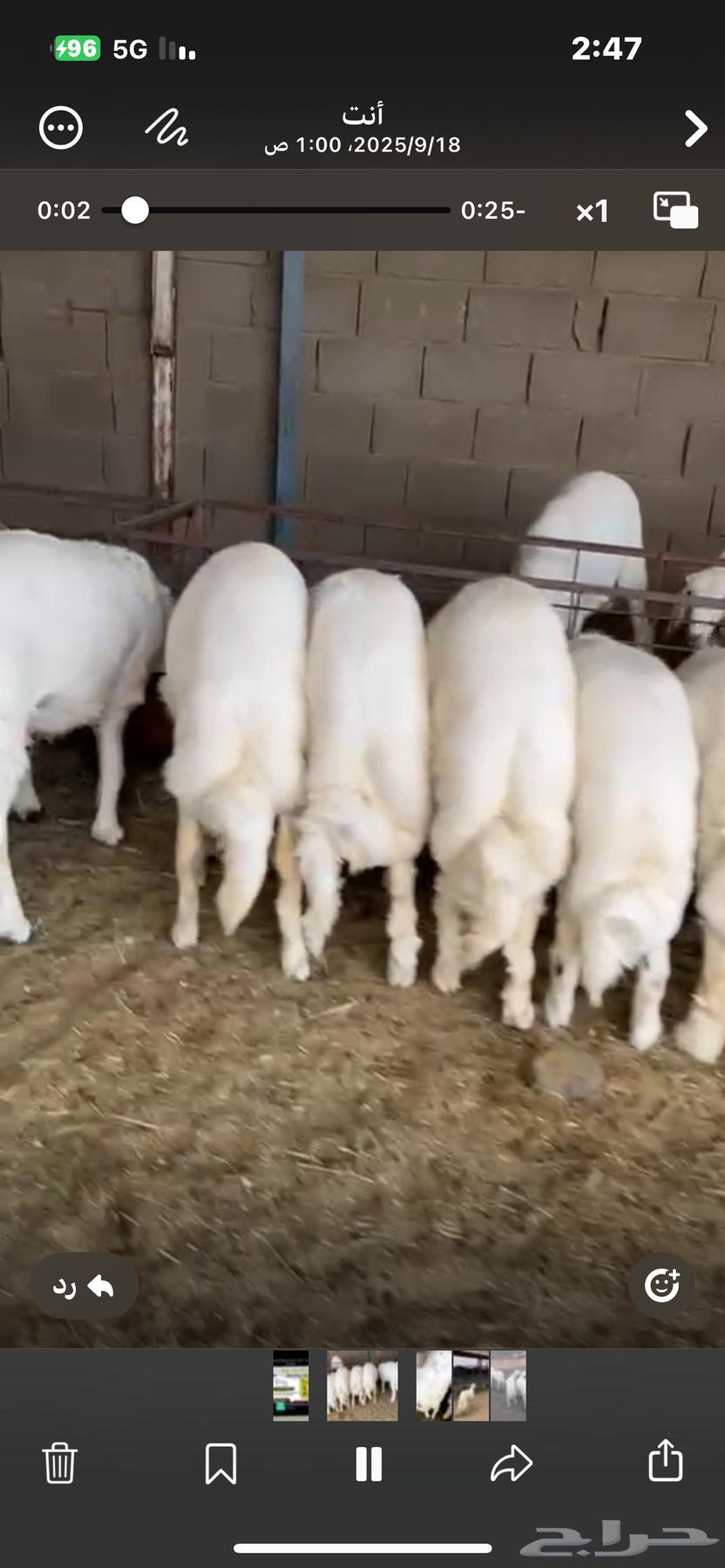 ذبايح خرفان من غنم شهران مع امكانيه التوصيل64528054431491111