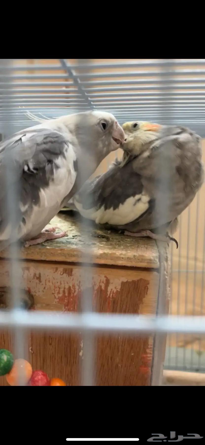 عصافير الكروان64532212706819111