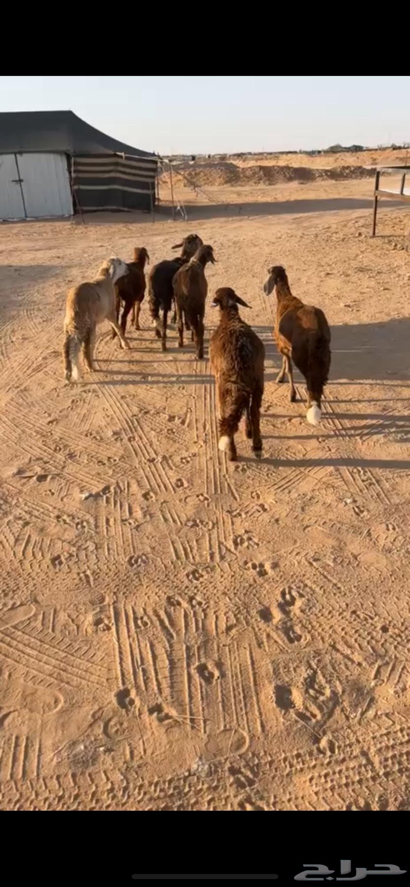 للبيع سوواكن حمري مرابي ( تم البيع )64532846628227110