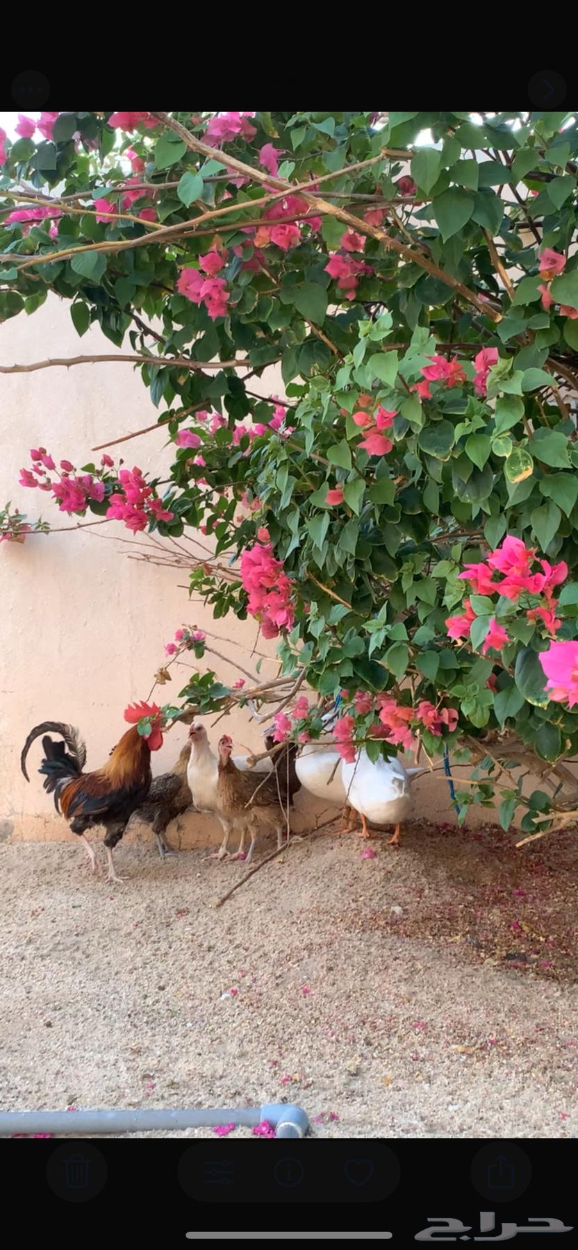 بط للبيع64532184472066112