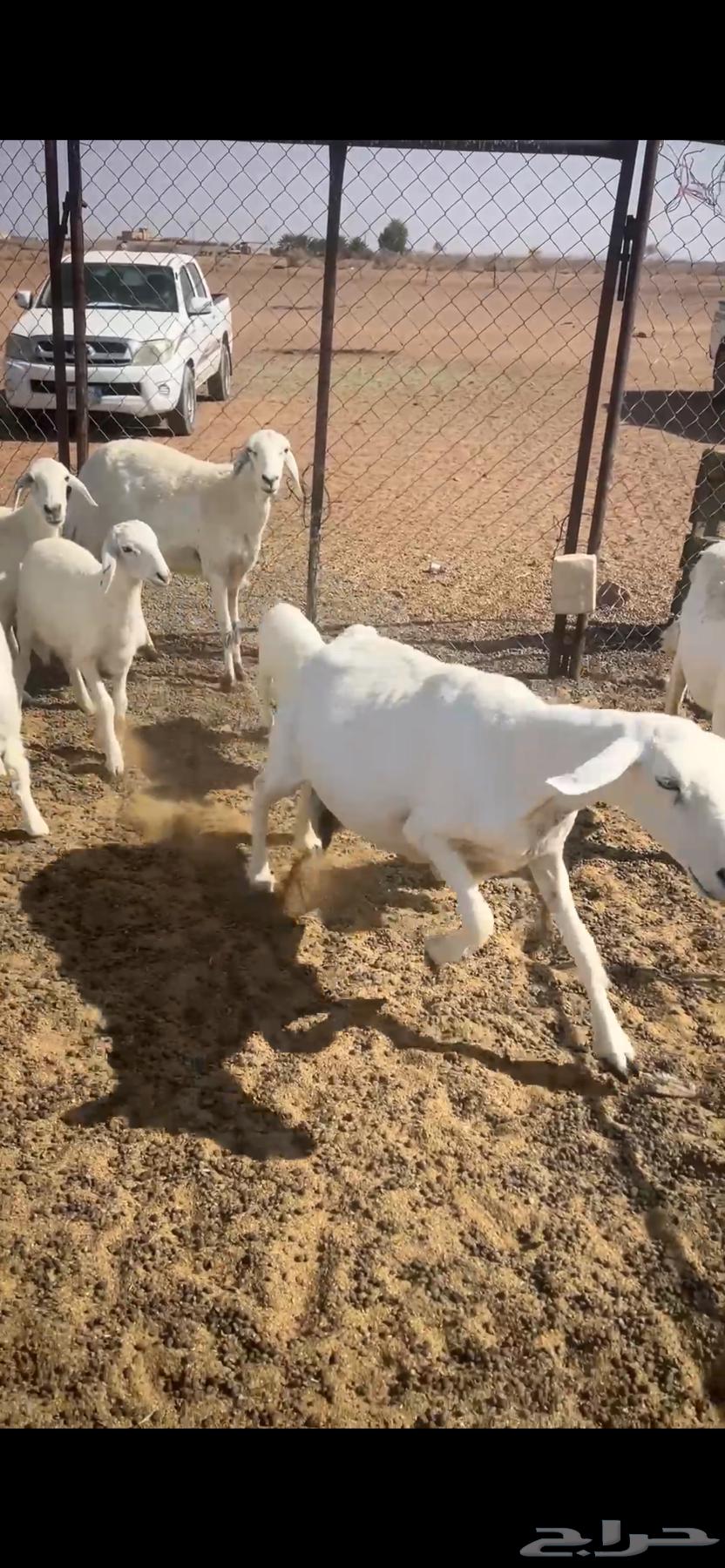 حريات ولد 8 معها 9 تم البيع الله يبارك64529292393729113