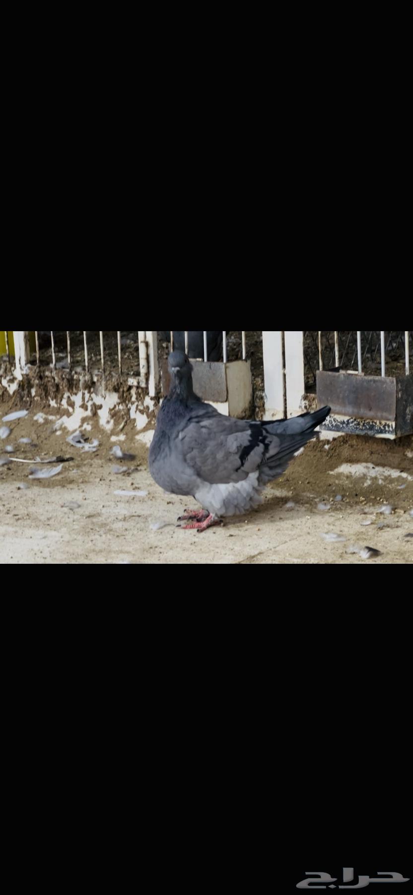 انثى فرش بلوبار64533075996033112