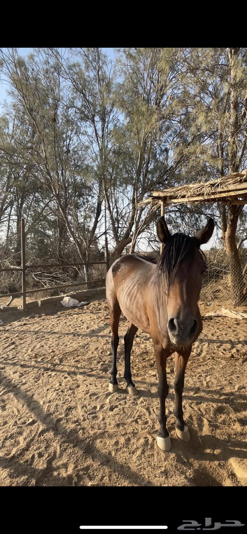 فرس شعبية للبيع64528551035010110