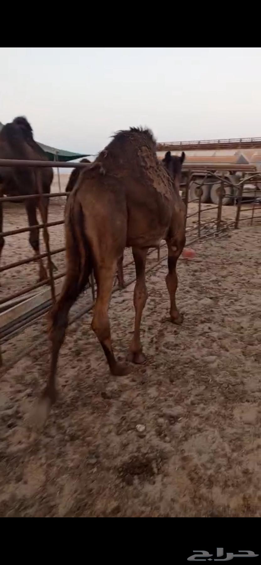 Sitting64532085680513113