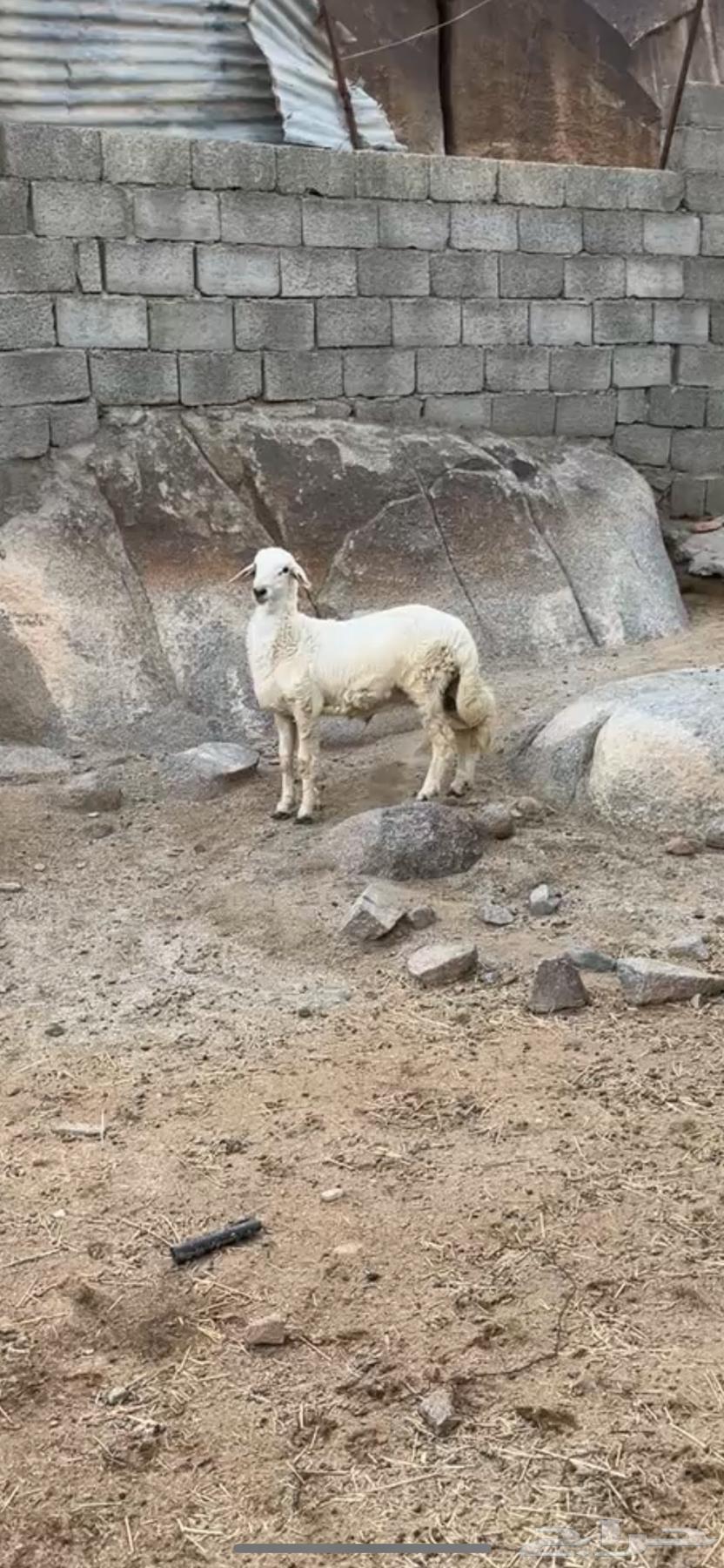 خروف مغلق عمره من 3اشهر إلى 4 الخروف كفو على الشرط الموقع64532875081346113
