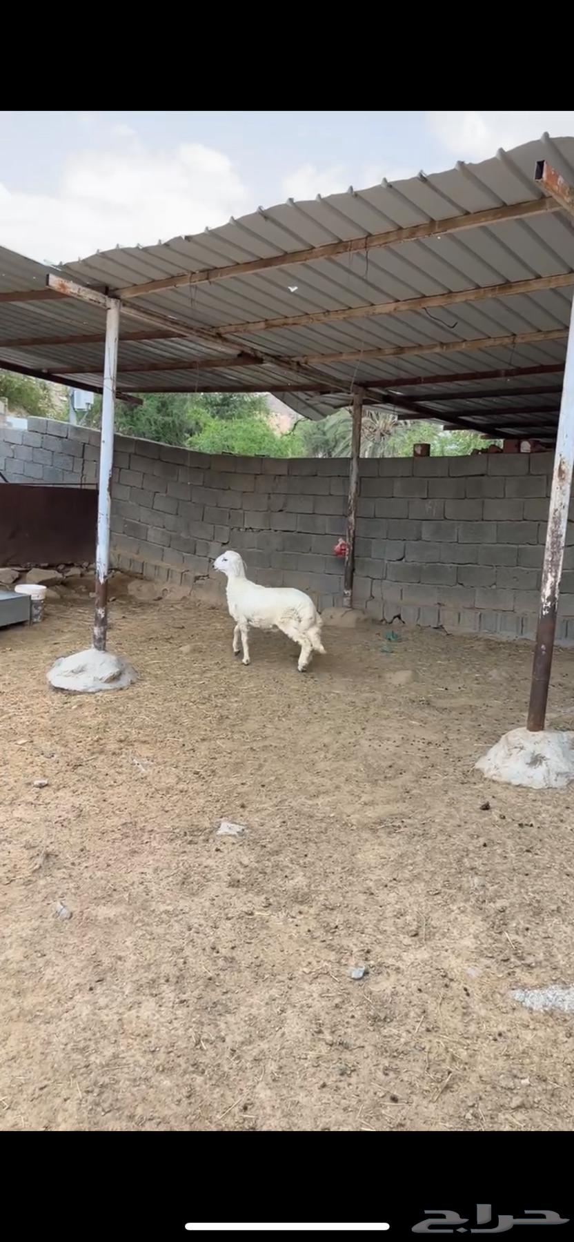 خروف مغلق عمره من 3اشهر إلى 4 الخروف كفو على الشرط الموقع64532875081346110