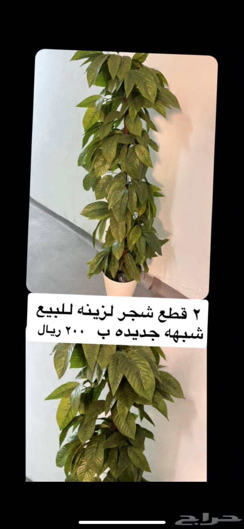 شجرتين زينه للبيع ب 200 ريال64528850847745110