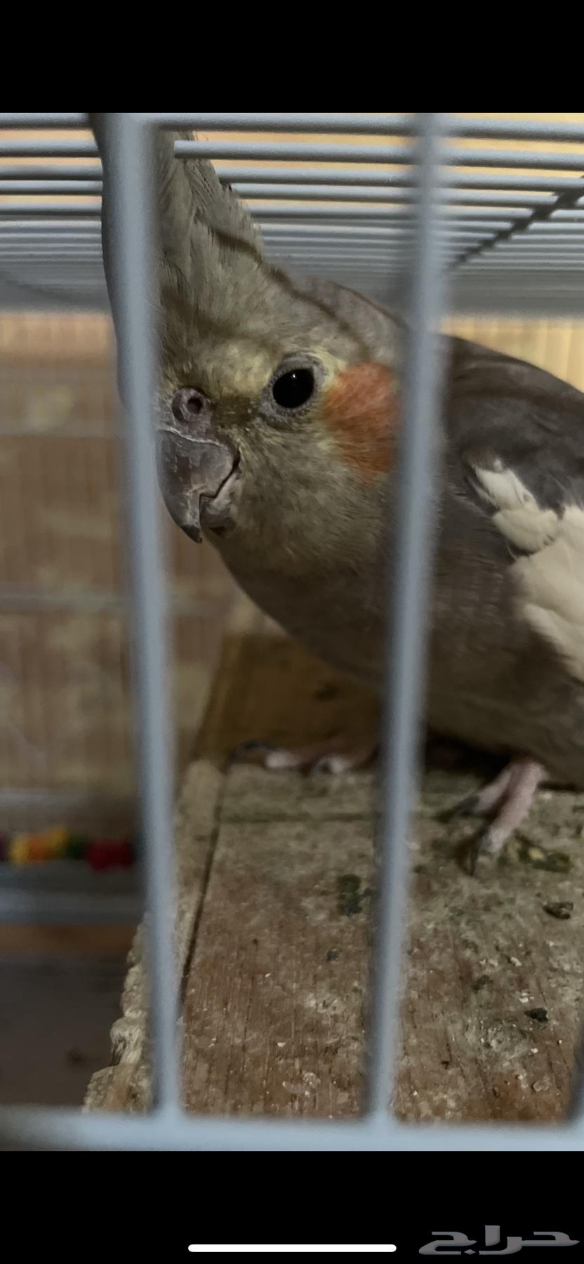 عصافير الكروان64532212706819110