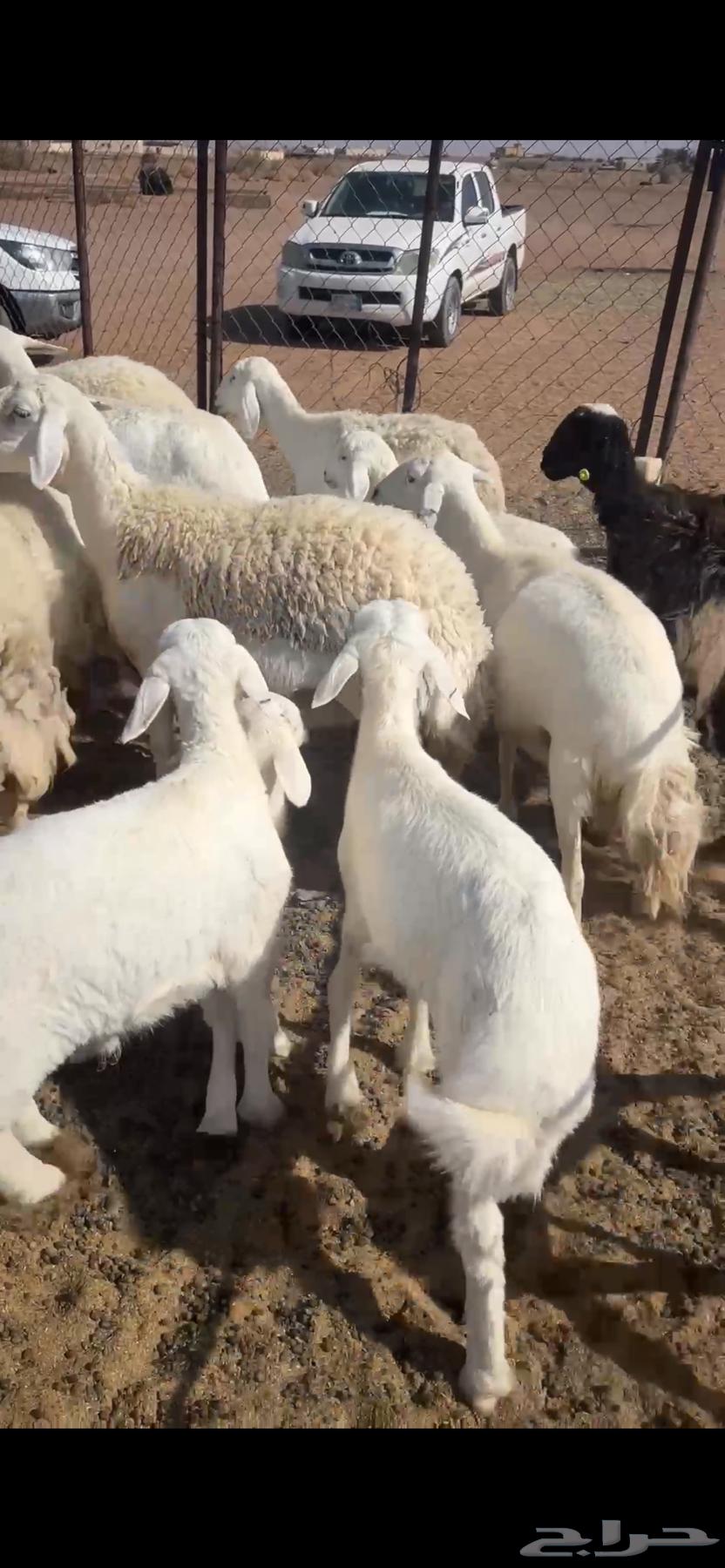 حريات ولد 8 معها 9 تم البيع الله يبارك64529292393729112