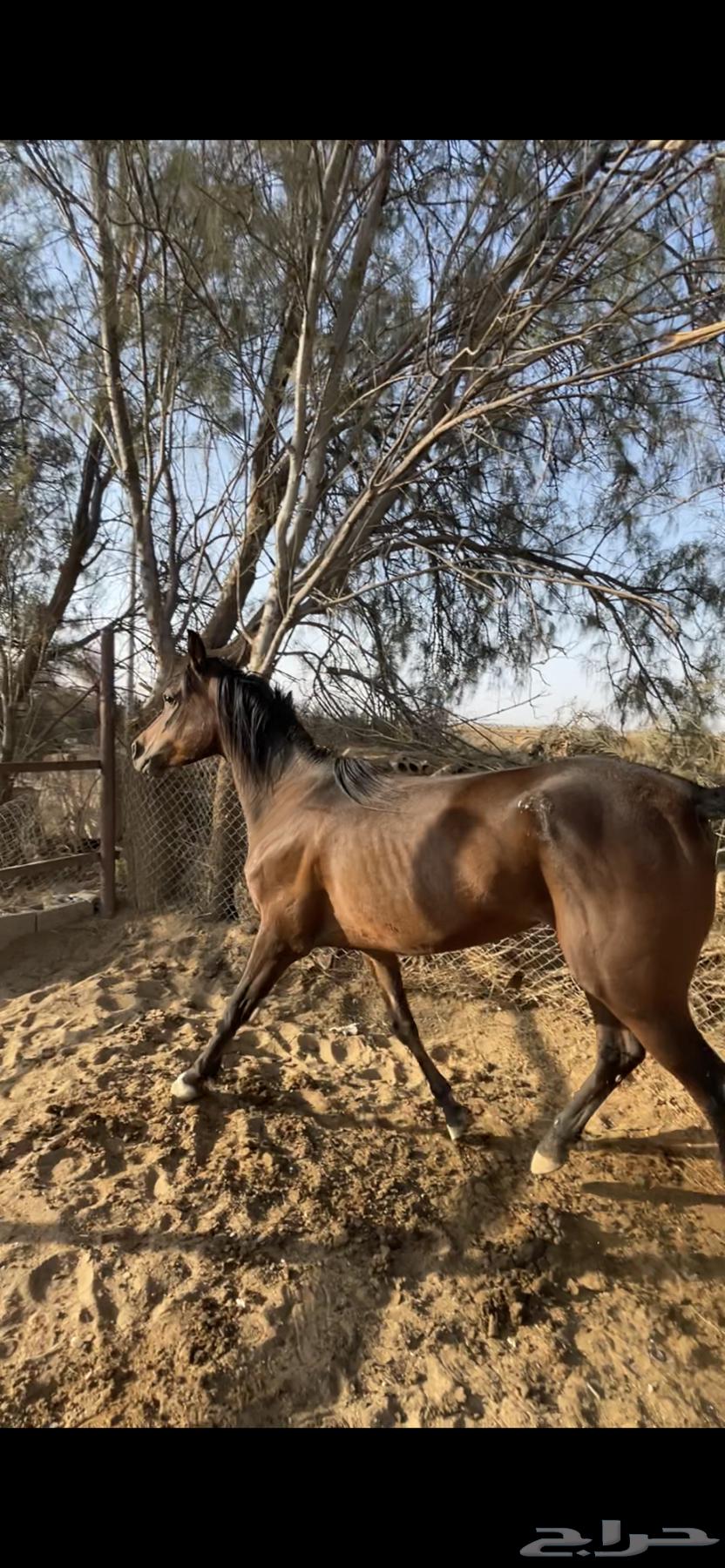 فرس شعبية للبيع64528551035010112