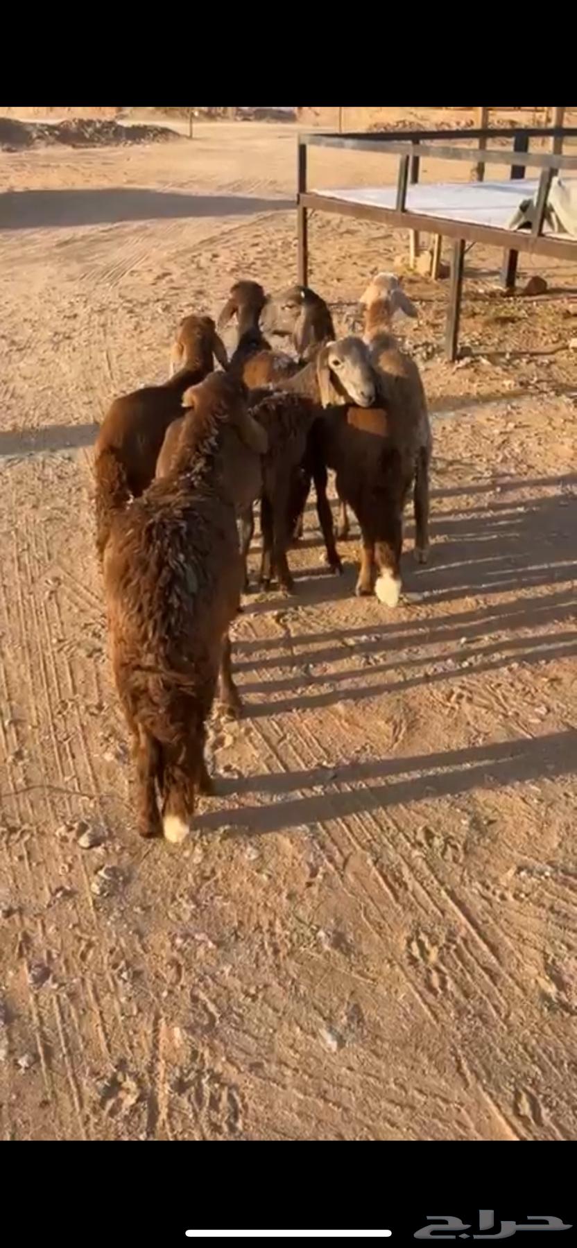 للبيع سوواكن حمري مرابي ( تم البيع )64532846628227111