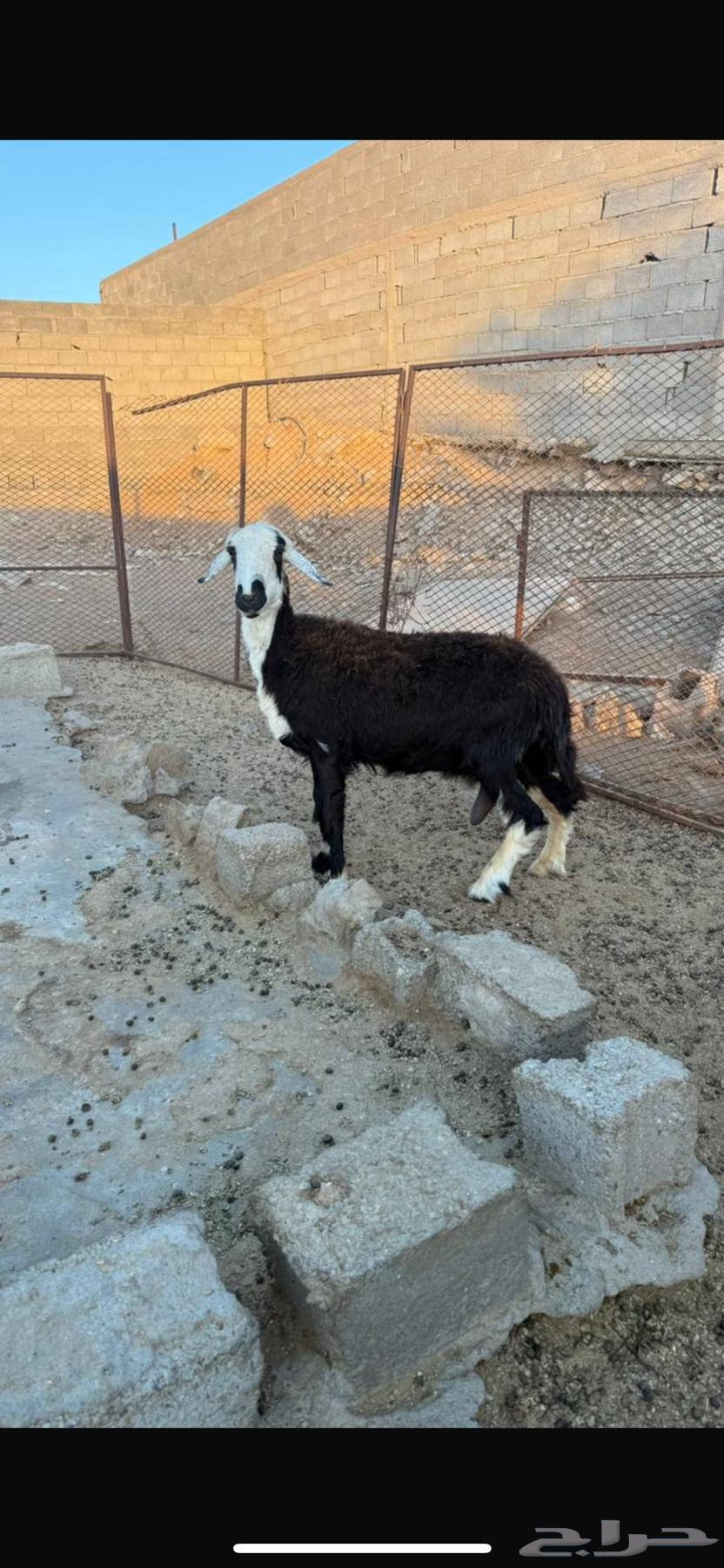 نعجه للبيع64529433584130110