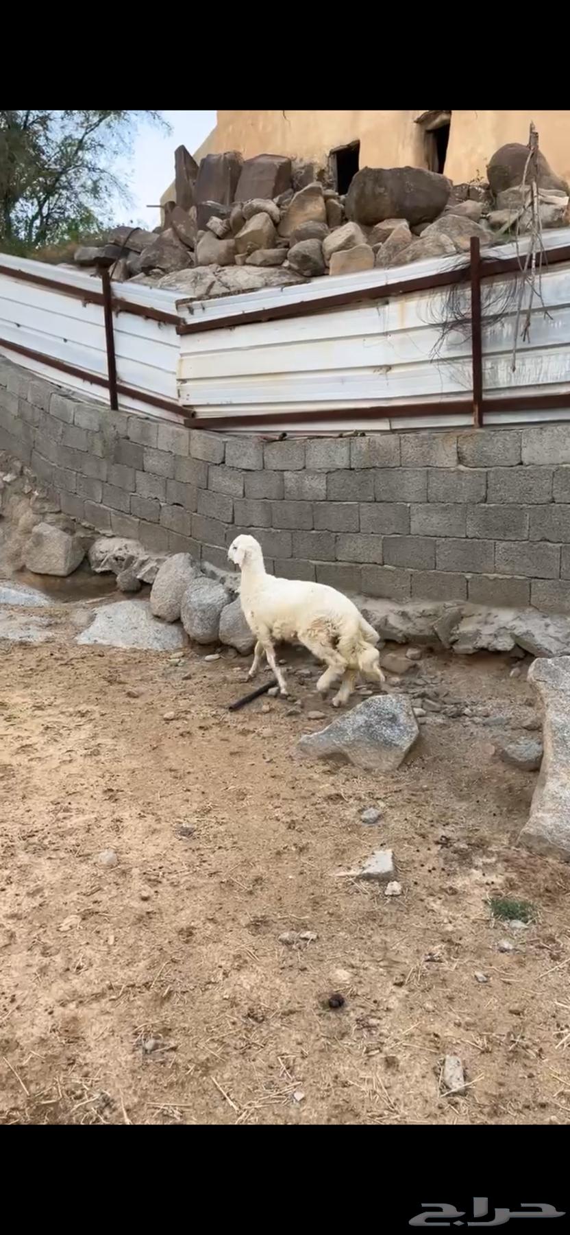 خروف مغلق عمره من 3اشهر إلى 4 الخروف كفو على الشرط الموقع64532875081346114
