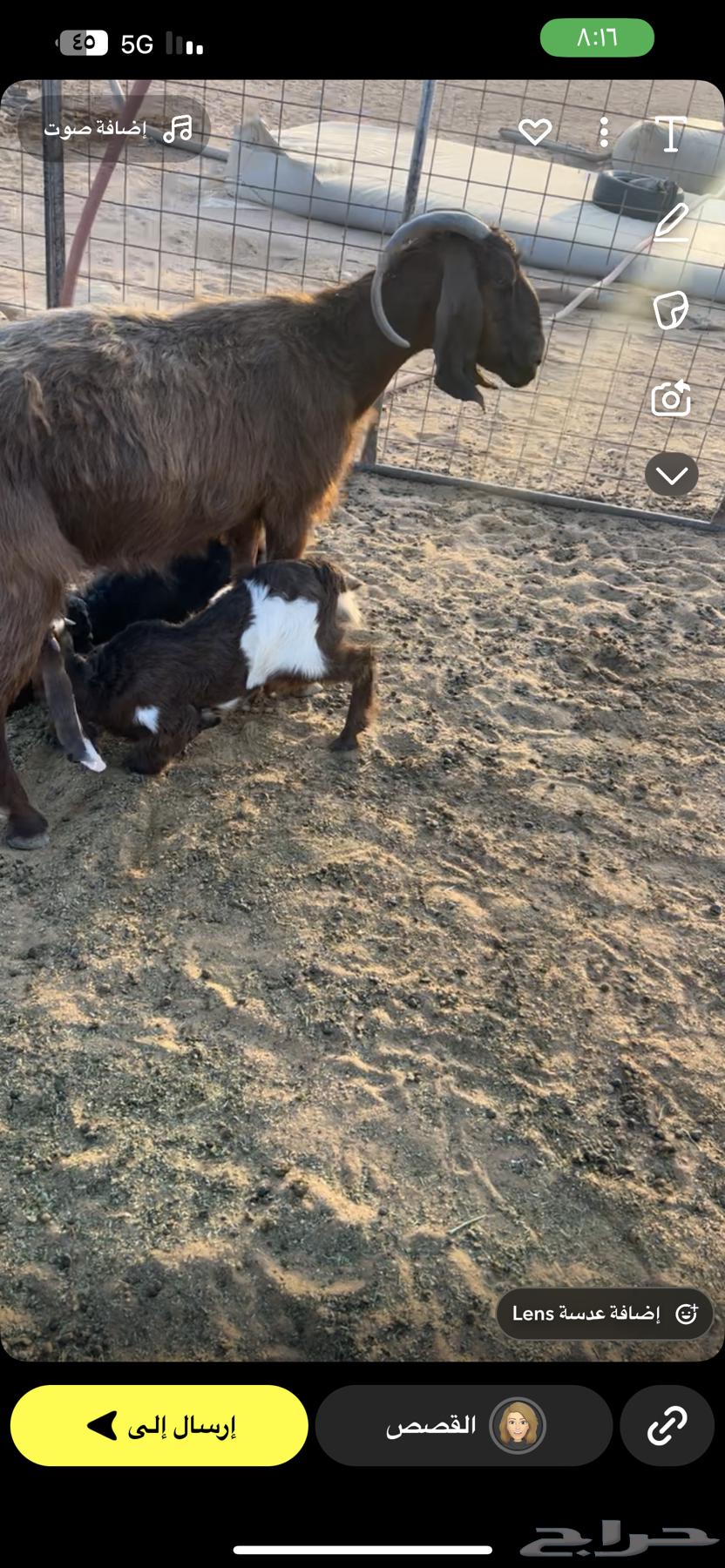 عنز مصريه للبيع تحتها جفرتين العنز سديس والجفار حدود الثلاث64533521598851110