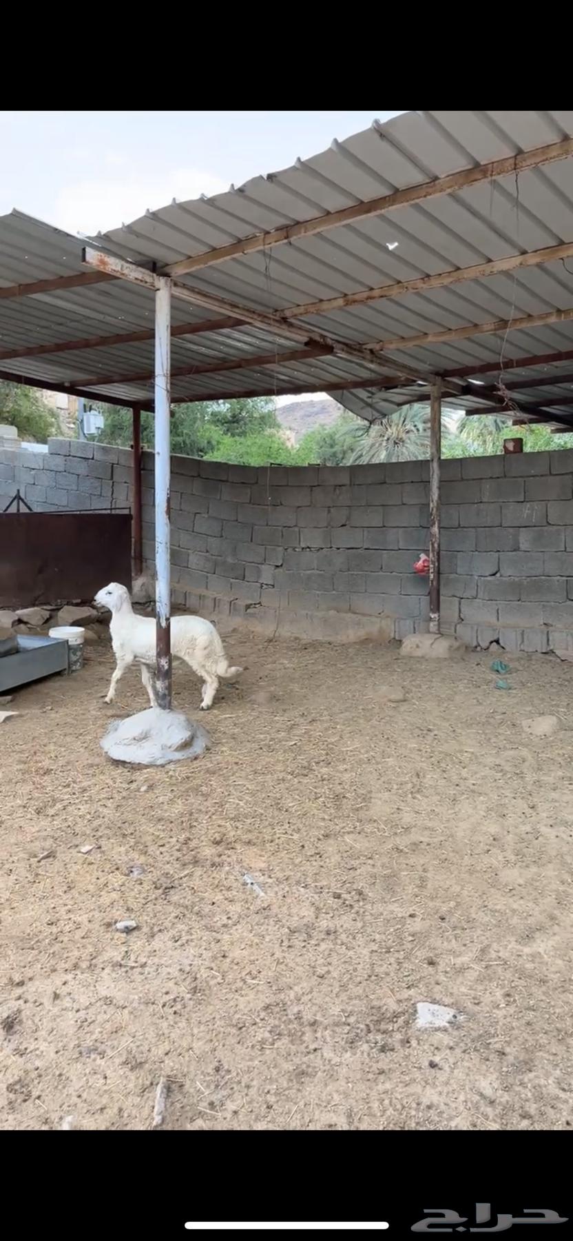 خروف مغلق عمره من 3اشهر إلى 4 الخروف كفو على الشرط الموقع64532875081346112