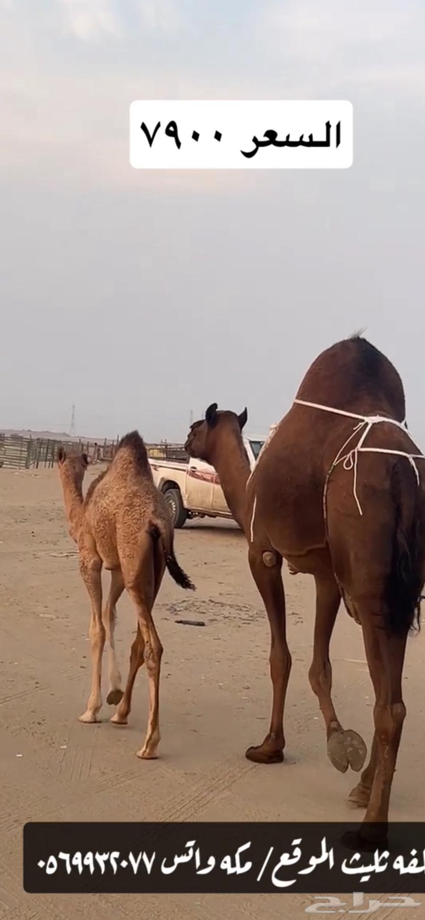 خلفه ساحليه(( تم البيع ))64534408374786112