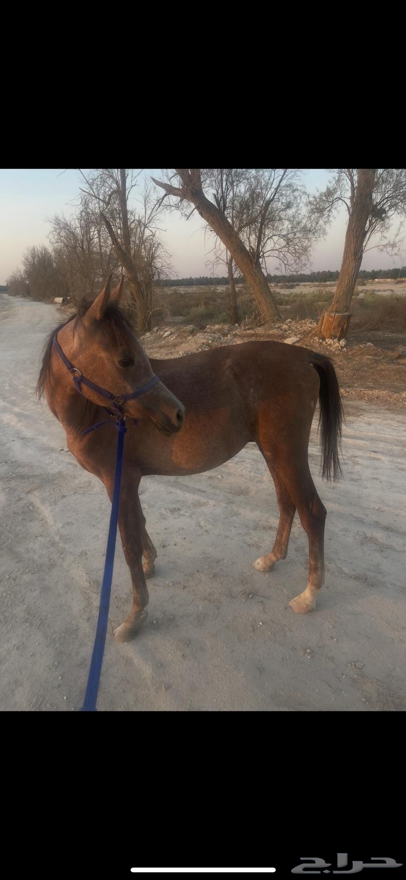 مهر عربي للبيع64529741043459110