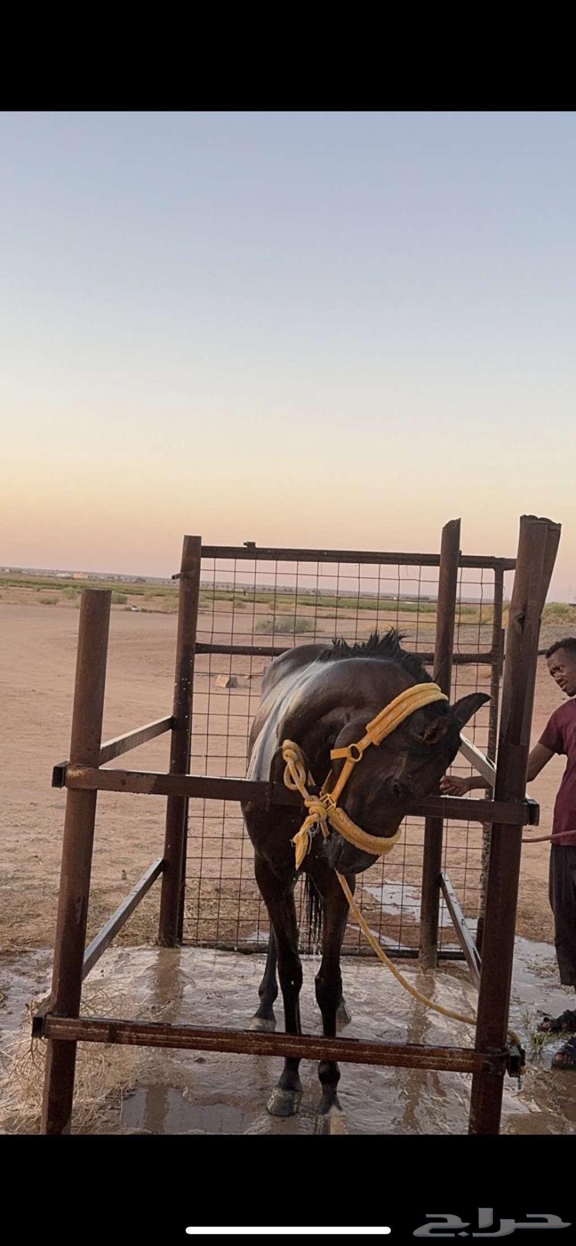 فرس شعبية للبيع64528551035010114