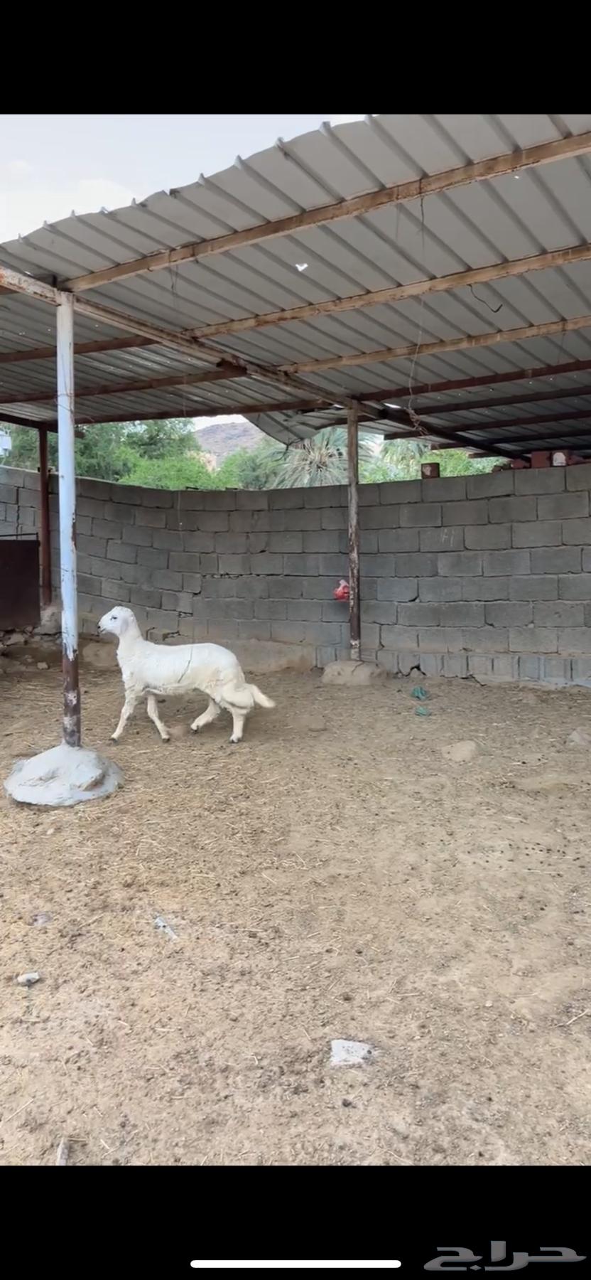 خروف مغلق عمره من 3اشهر إلى 4 الخروف كفو على الشرط الموقع64532875081346111