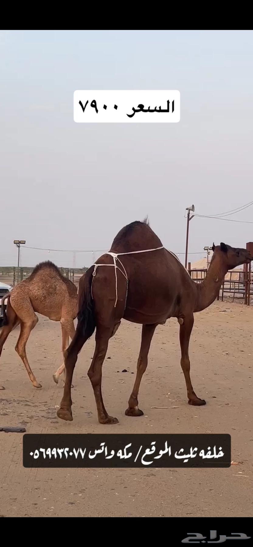 خلفه ساحليه(( تم البيع ))64534408374786113