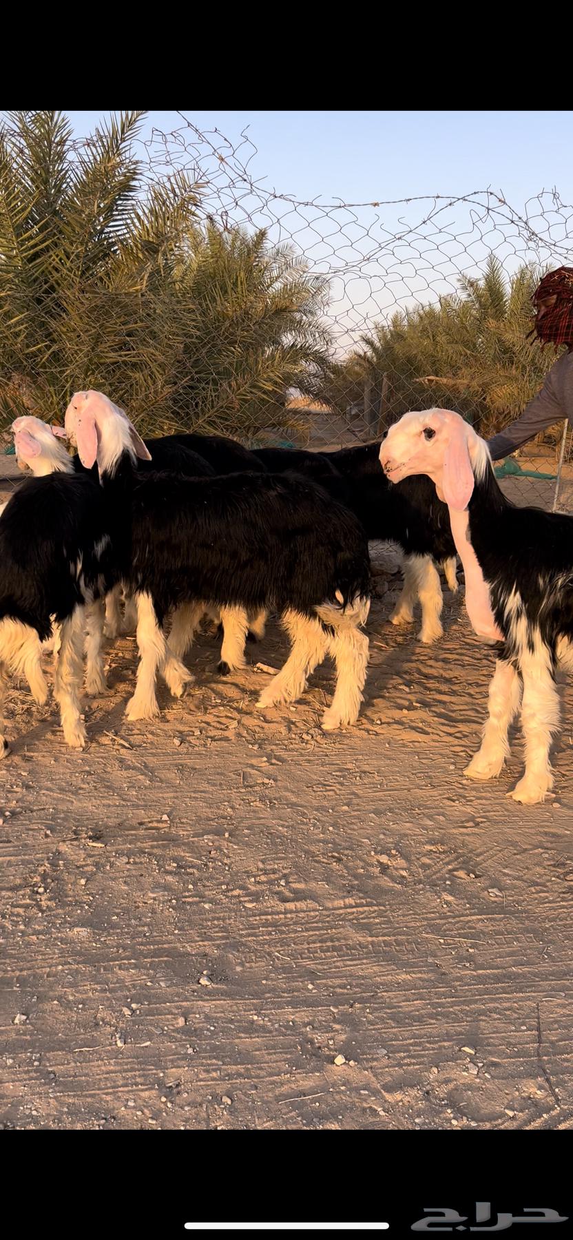 رخال نجد صنف ( تم البيع )64528993218946111