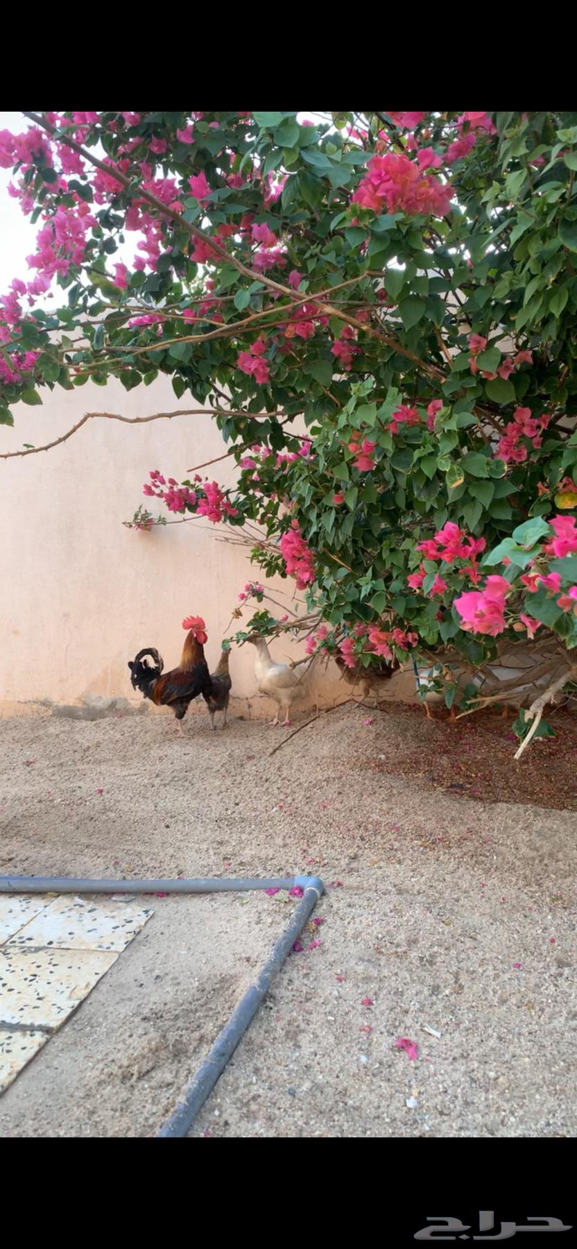 بط للبيع64532184472066113