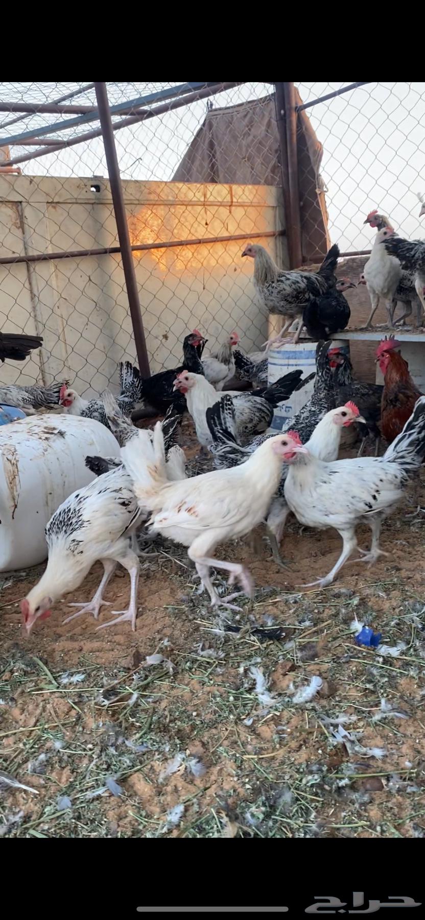 For sale rooster aged four and a half months to five months, condition healthy64533846199427110