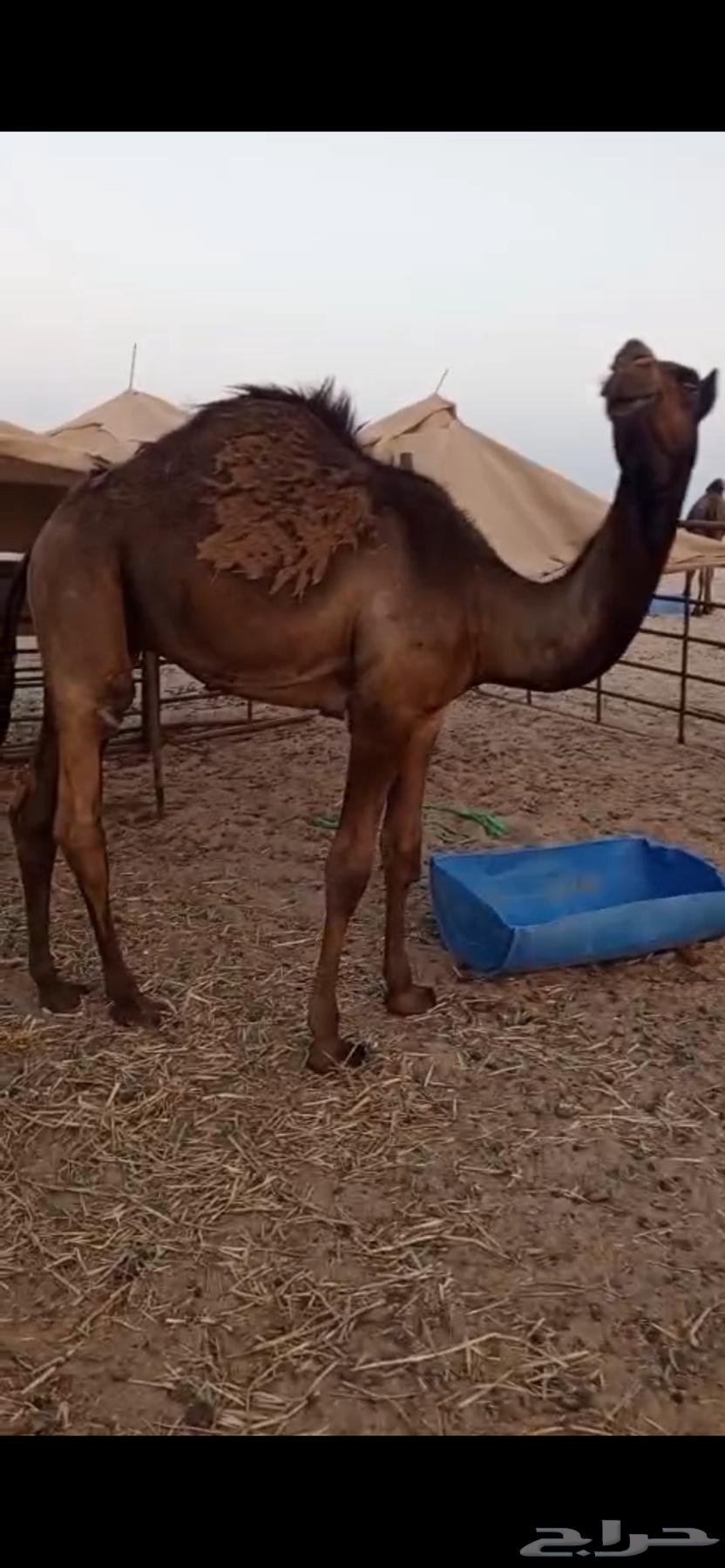 Sitting64532085680513111