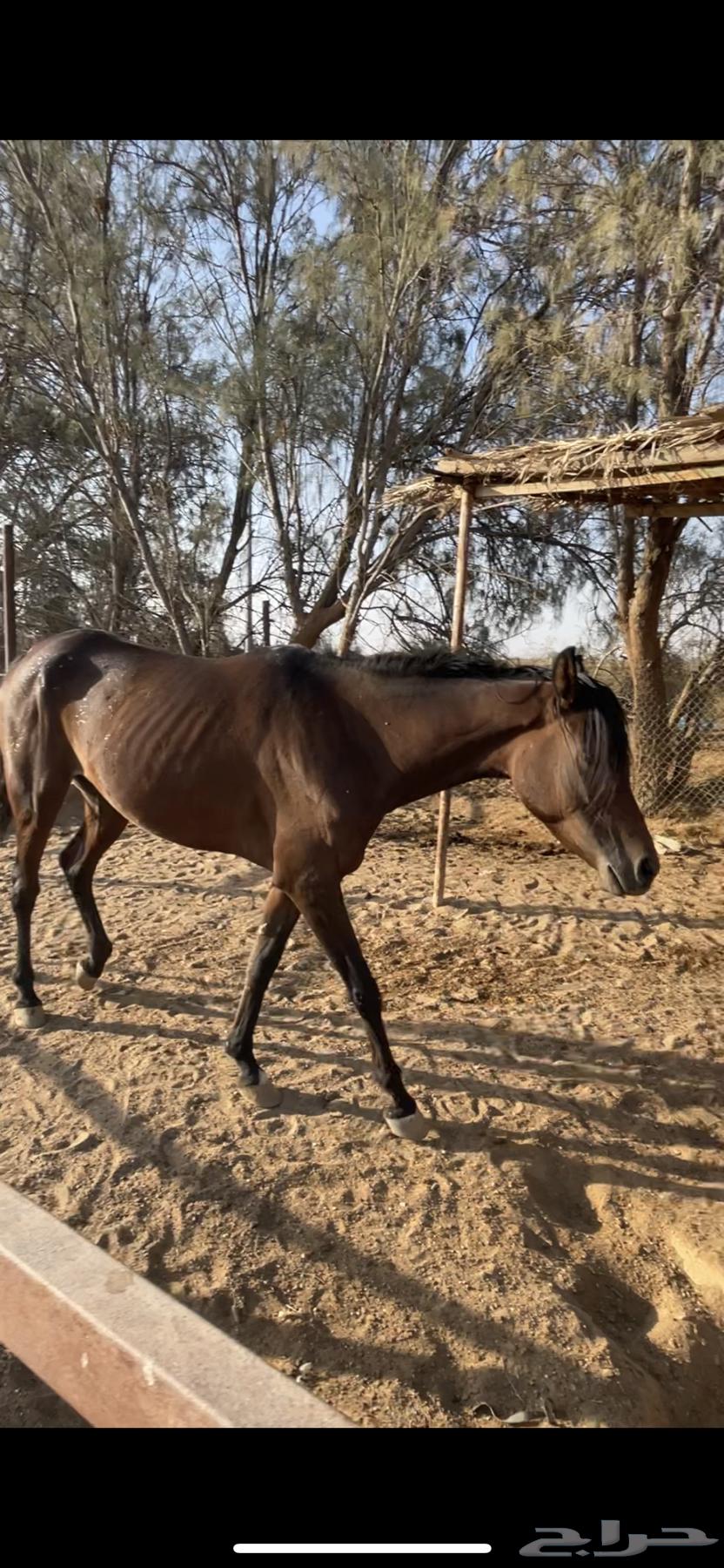 فرس شعبية للبيع64528551035010111
