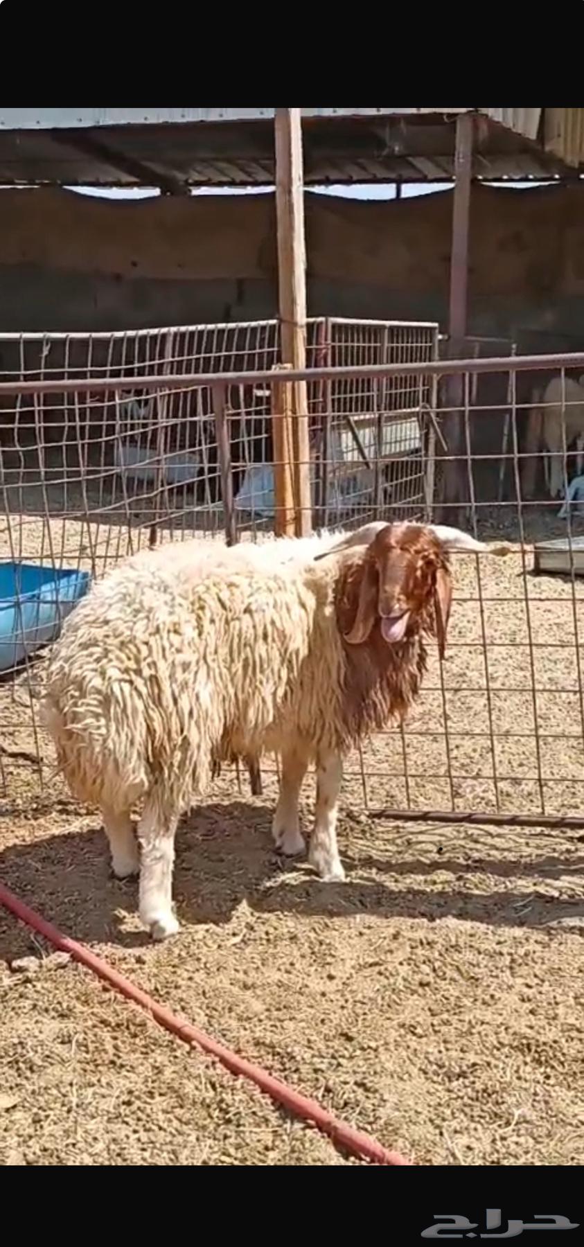 نص ذبيحه نعيمي 650 ريال فقط64533162002690110