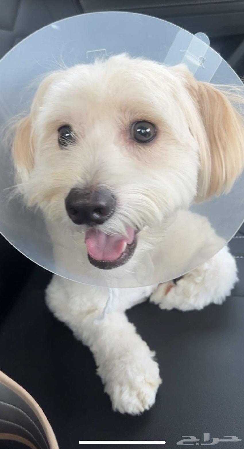 Maltese and Chihuahua Dog64534141920386110