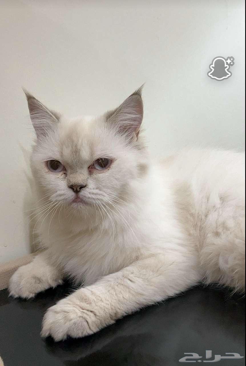 قطط للبيع64527642173442110